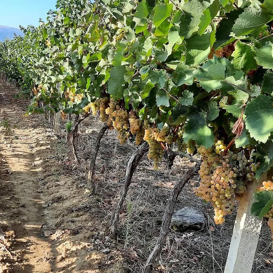 בראט Pupa Winery Serene Stay 0*,  אלבניה