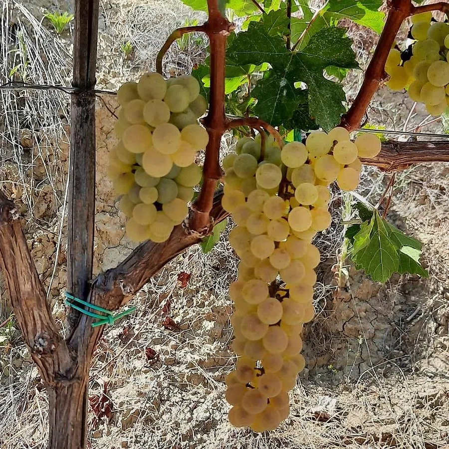 בית הארחה בראט Pupa Winery Serene Stay אלבניה