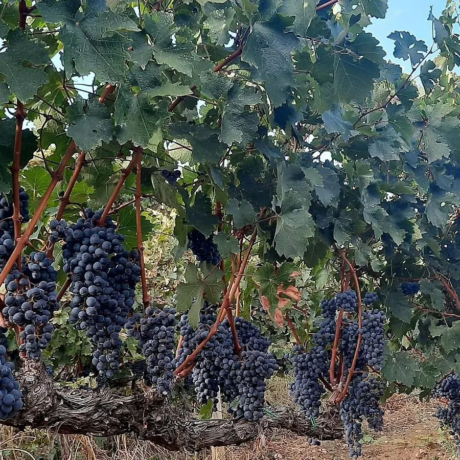 בראט Pupa Winery Serene Stay