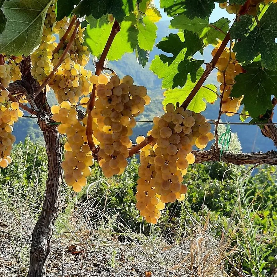 בית הארחה בראט Pupa Winery Serene Stay