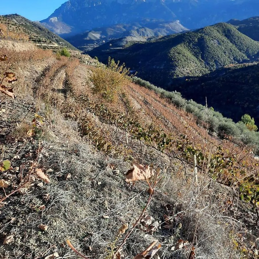 בראט Pupa Winery Serene Stay בית הארחה