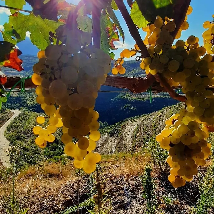 בראט Pupa Winery Serene Stay